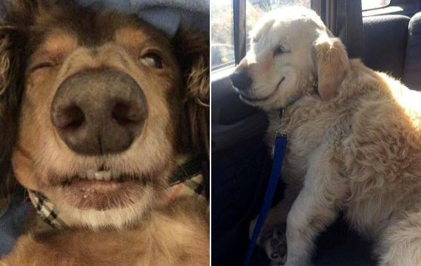 собаки после наркоза, собаки после операций,