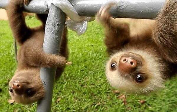 какие звуки издают ленивцы, как говорят ленивцы