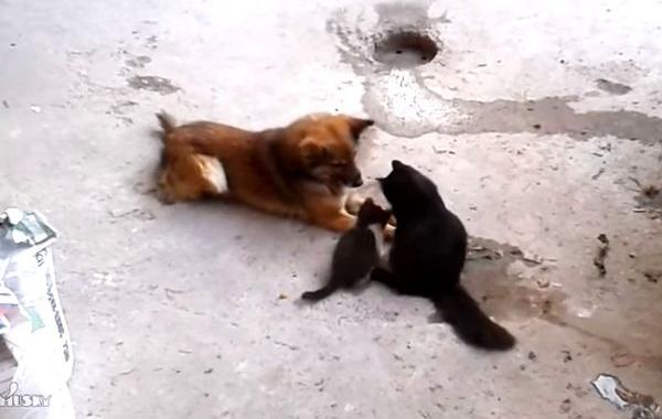 кошка привела котят познакомить с собакой, кошка котята собака