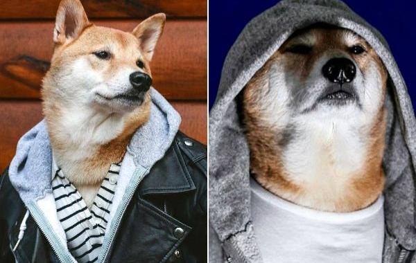 сиба-ину Боди, Bodhi, самый стильный пёс, собака носит человеческую одежду, Menswear Dog
