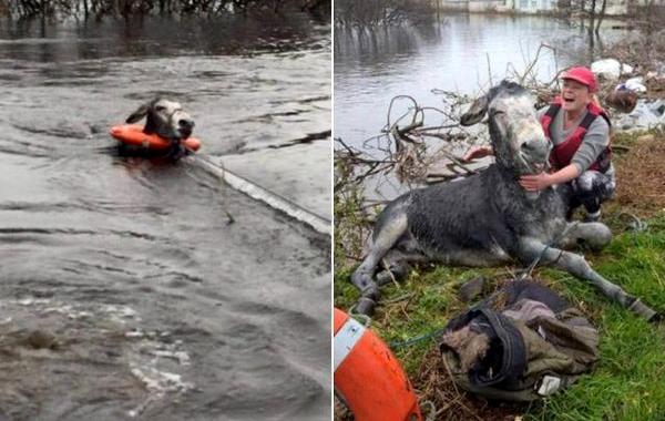 осел улыбнулся, улыбка осла после спасения, улыбающийся осёл