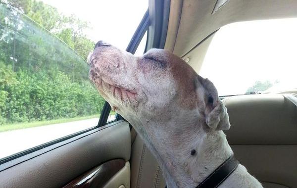 последняя поездка собаки, собака наслаждается последней поездкой, собака наслаждается перед смертью