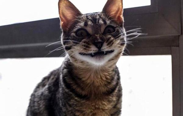 коты кошачья мята, перебрали с кошачьей мятой, коты наркоманы