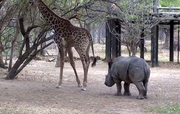 жираф ударил копытом носорога, жираф ударил детеныша носорога