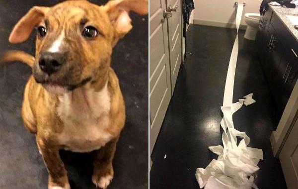 щенок пытался убрать за собой лужу