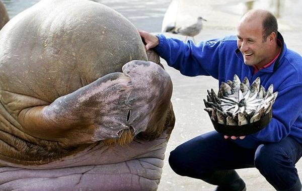 животные справляют день рождения, день рождения животных