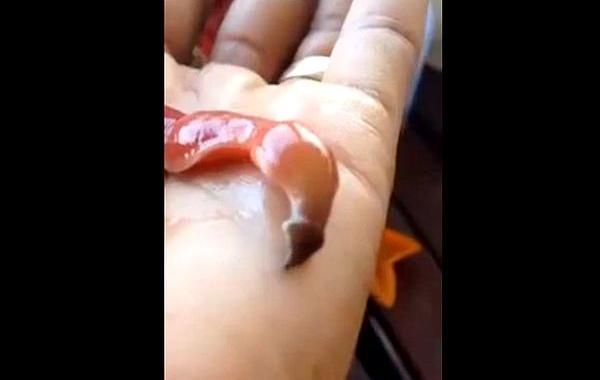 черви немертины, оружие червя немертины, как охотится червь немертины, немертины видео