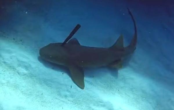 акула с ножом в голове, Брет Джонсон, Bret Johnson