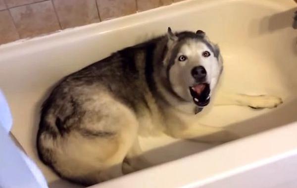 собака устроила истерику, собака любит валяться в ванной, хаски устроил истерику в ванной, хаски в ванне не хочет гулять