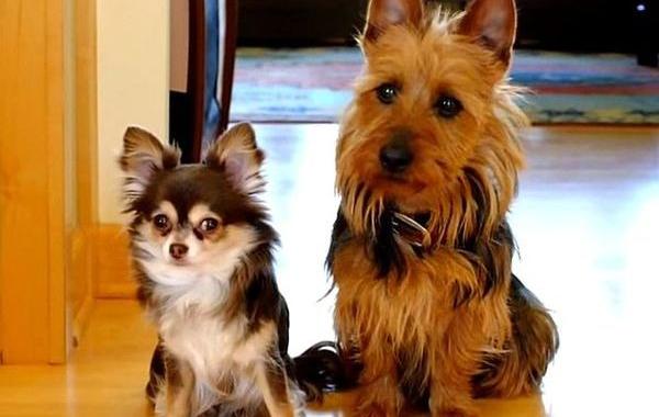 пес обвинил другую собаку, кто нагадил на кухне, собака обвинила другую собаку