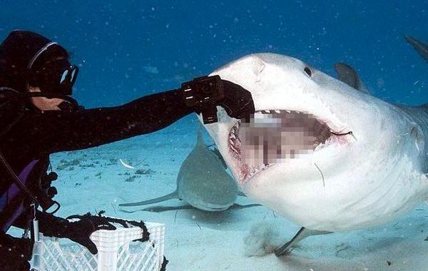 Адам Хэнлон, Adam Hanlon, как выглядит пасть акулы изнутри