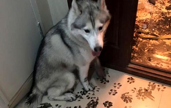 оставили собаку одну на три часа, собака превратила дом в ад, собака разгромила дом не было хозяев