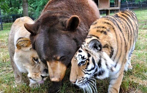 дружба между животными разных видов