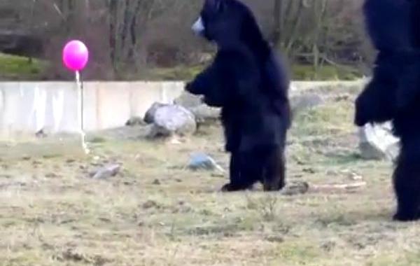 медведи и воздушный шарик, три медведя и розовый воздушный шарик, медведи не знают что делать с шариком