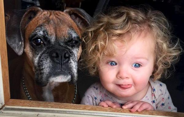 девочка собака первый снег, девочка собака смотрят на первый снег