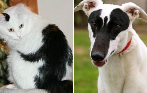 животные с уникальным раскрасом, животные необычного цвета