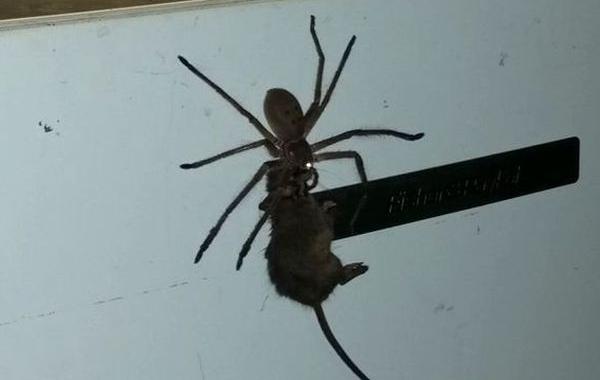 паук убил мышь, паук несущий мышь, паук тащит мышь