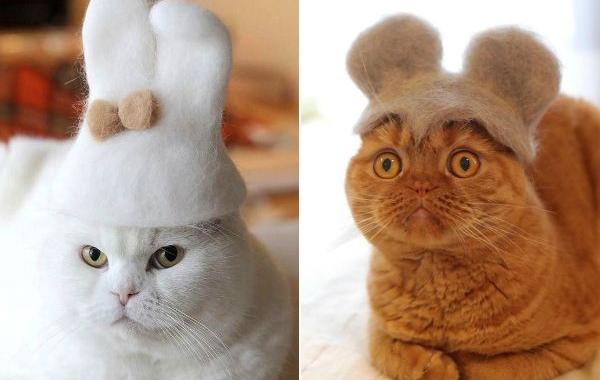 кошки в шляпах из собственной шерсти