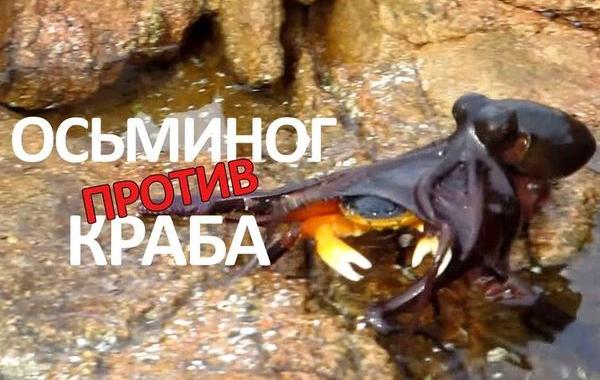 осьминог против краба, осьминог напал на краба, осьминог съел краба, осьминог краб видео