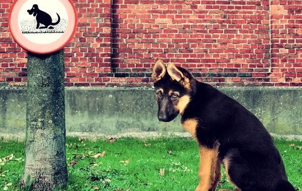 почему надо убирать за собаками, эпичная история мести