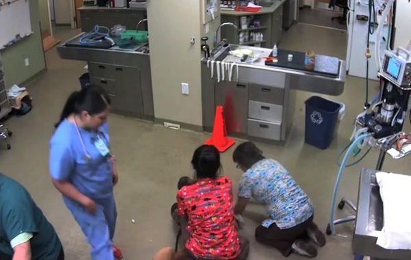 собака убежала ветеринар на спине, собака ветеринар на спине, собака боится ветеринаров на спине