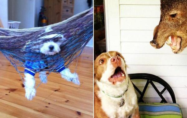 Смешные собаки, собаки хотят всё было нормально