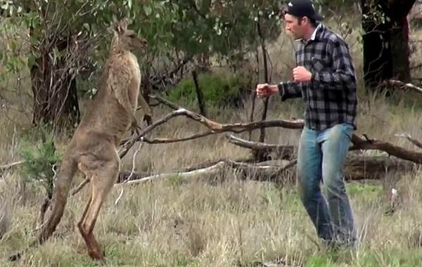 Парень ударил кенгуру по морде, дал кенгуру в морду