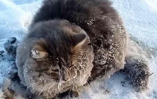 кошка застряла лапами во льду, кошка примерзла лапами ко льду