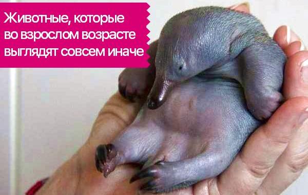 животные выглядят иначе во взрослом возрасте, животные меняющиеся с возрастом