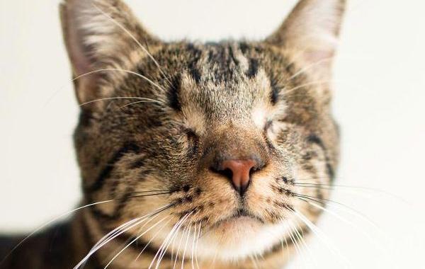 ImogenTheKitten, фотографии слепых кошек, слепые кошки