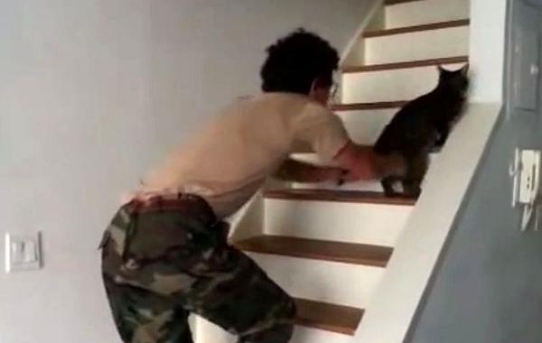 Cats Welcoming Home Soldiers, коты реагируют на хозяев, кот игнорирует хозяина