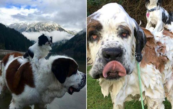 собака ездит на другой верхом, друзья собаки