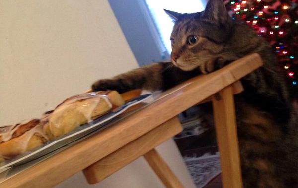 кота поймали на воровстве, морда кота пойманного во время кражи