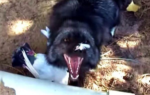 лиса смеется, лиса убила утку и смеется, лиса смеется над уткой, как смеются лисы, смех лисы