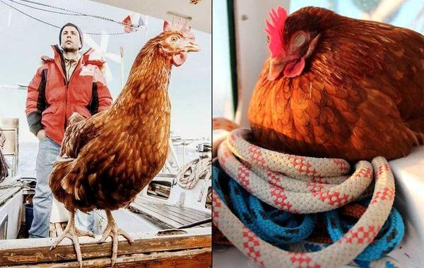 путешествие с курицей, Гирек Судэ, Guirec Soudée, взял в плавание курицу