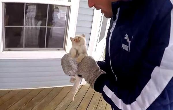 спасение замерзшего котенка, спасли окоченевшего котенка, спасли котенка почти замерз на смерть