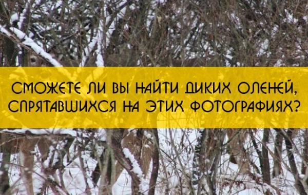 найти оленей на фотографиях