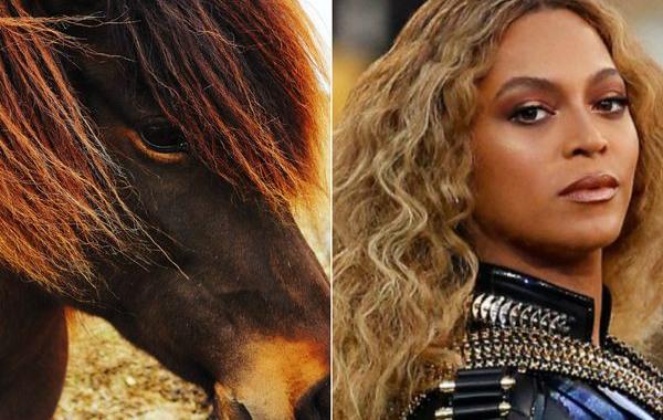 исландские лошади, похожие на знаменитостей, лошади похожи на знаменитостей