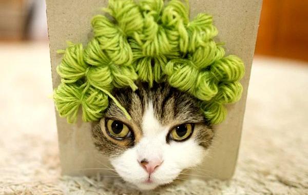 кот Мару, кот в париках, кот любит залазить в коробки
