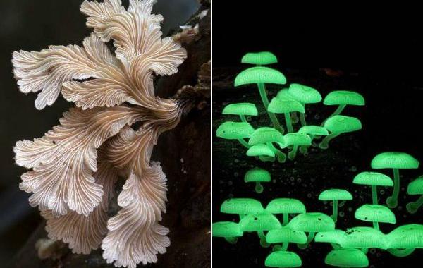 Стив Аксфорд, Steve Axford, красивые грибы, фотографии грибов, необычные грибы