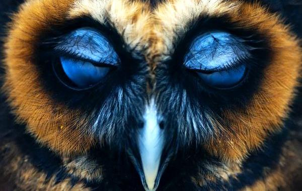 смешные совы, милые совы, красивые совы