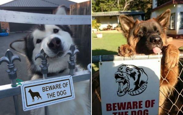 милые собаки за табличками, Осторожно злая собака, очаровательные собаки за знаками