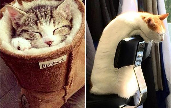 кошки спят, кошки спят в необычных местах