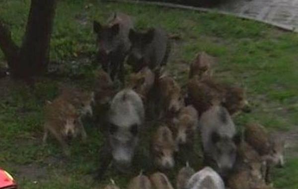 семья кабанов пришла посмотреть спасение кабанчика, семейство кабанов спасатели достали кабанчика, в заборе застрял кабан