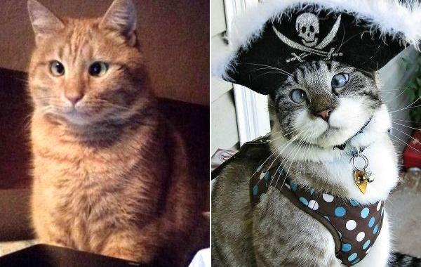 косоглазые коты, смешные коты