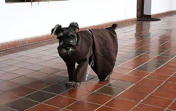 первая собака монах, Биготон, Bigotón