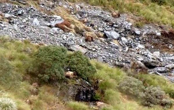 Сколько диких коз вы видите на фото, сколько гималайских таров на фото, гималайский тар