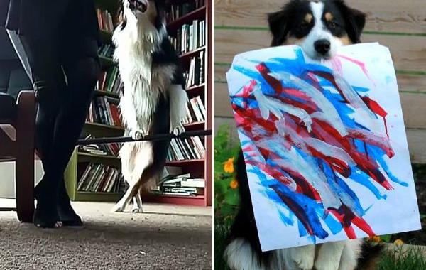 собака занимается йогой, собака занимается музыкой, не умеет ни одна собака, собака Secret, собака Секрет