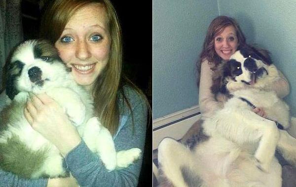 собаки тогда и сейчас, собаки выросли, щенки превратившиеся в больших собак