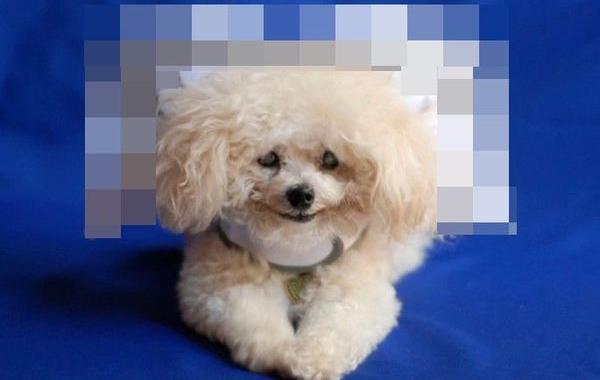 приспособление для слепых собак, нимб для слепых собак, halo, Сильвия Бордо, Silvie Bordeaux